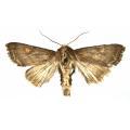 Lepidoptera / Noctuidae