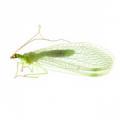 Neuroptera / Chrysopidae