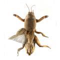Orthoptera / Gryllotalpidae