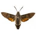 Macroglossum stellatarum