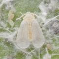 Homoptera / Aleyrodidae