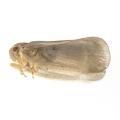 Homoptera / Flatidae