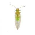 Homoptera / Psyllidae