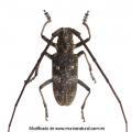 Monochamus galloprovincialis