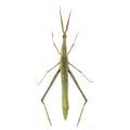 Orthoptera / Acrididae