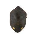 Heterop. / Scutelleridae