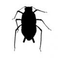 Homoptera