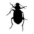 Coleoptera