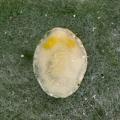 Homoptera / Aleyrodidae