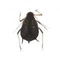 Aphis fabae