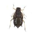 Homoptera / Aphididae
