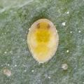 Homoptera / Aleyrodidae