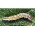 Lepidoptera / Tortricidae
