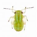 Homoptera / Psyllidae