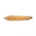 Coleoptera / Nitidulidae