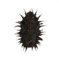 Coleoptera / Chrysomelid.