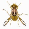 Ceratitis capitata