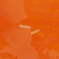 Diptera / Tephritidae