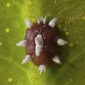 Homoptera / Coccidae