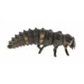Coleoptera / Coccinellidae