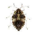 Heterop. / Tingidae