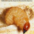 Coleoptera / Curculionidae