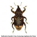 Coleoptera / Curculionidae