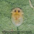 Homoptera / Aleyrodidae