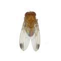 Diptera / 