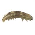 Lepidoptera / Noctuidae
