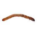 Coleoptera / Elateridae