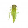 Homoptera / Cicadellidae