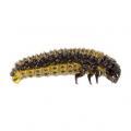 Coleoptera / Chrysomelid.