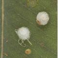 Homoptera / Psyllidae