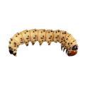 Lepidoptera / Noctuidae