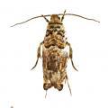 Lepidoptera / Tortricidae