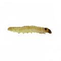 Lepidoptera / Tortricidae