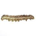 Lepidoptera / Noctuidae