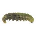Coleoptera / Curculionidae