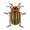 Coleoptera / Chrysomelid.