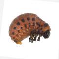 Coleoptera / Chrysomelid.