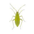 Heterop. / Miridae