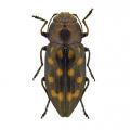 Coleoptera / Buprestidae