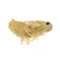 Homoptera / Flatidae