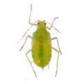 Homoptera / Aphididae