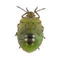 Heterop. / Pentatomidae