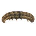 Lepidoptera / Noctuidae
