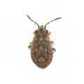 Heterop. / Tingidae