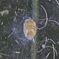 Homoptera / Aleyrodidae