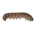 Lepidoptera / Noctuidae